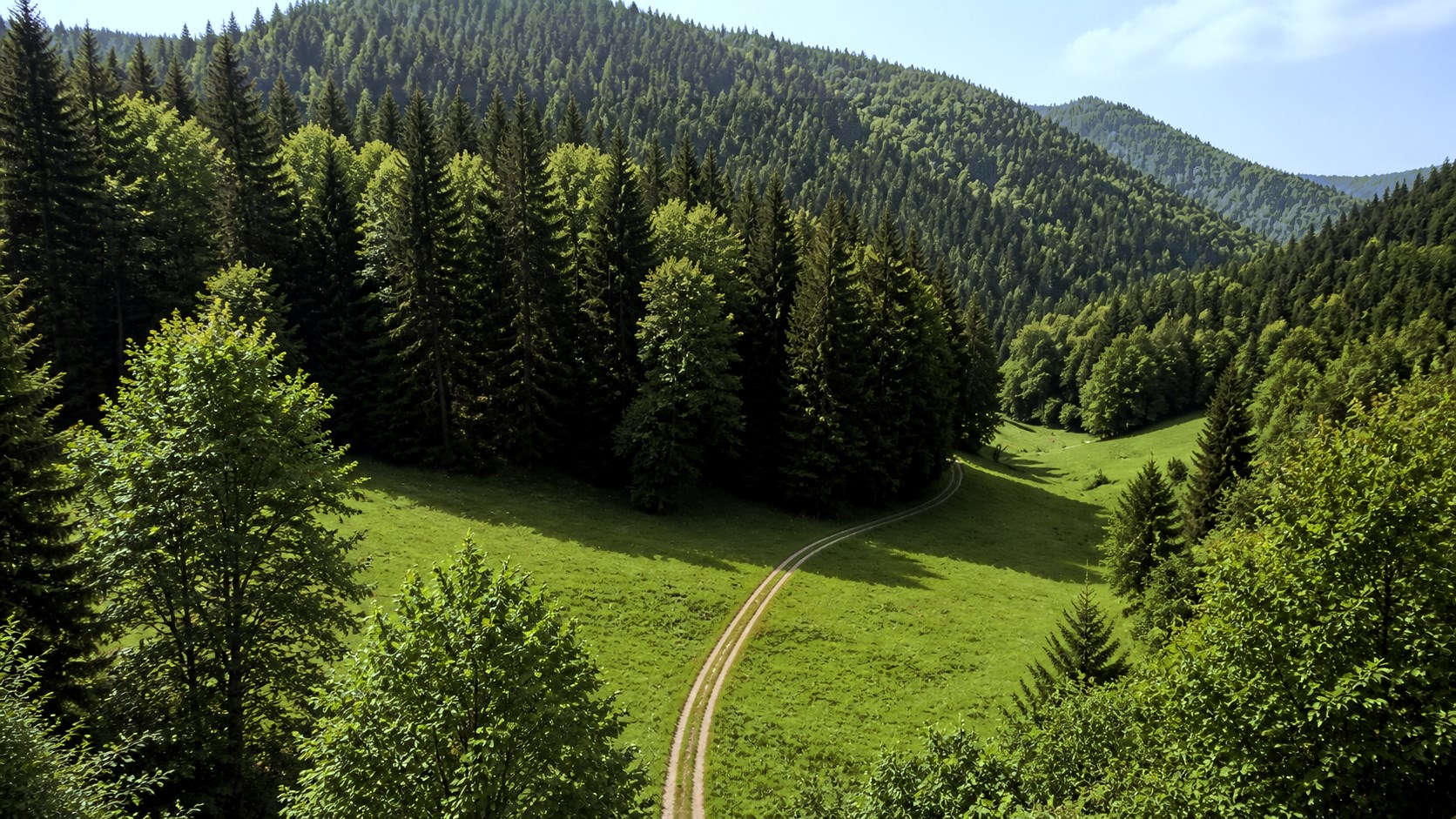 Quiet forest valley in warm late afternoon sunlight