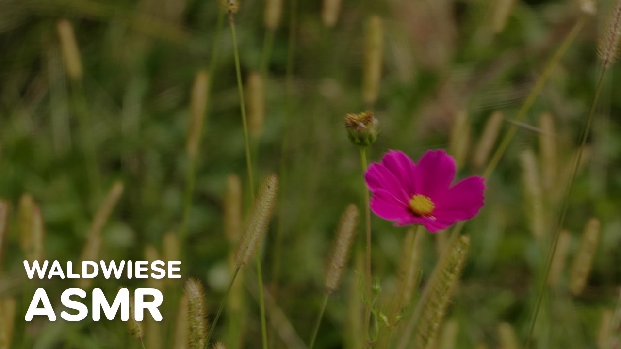 Preview image for the Black Forest Meadow ASMR video