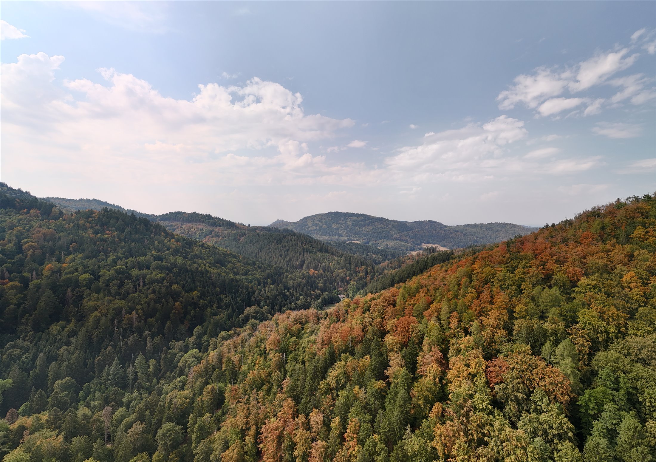 Black Forest landscape with woodland and light as the title image for the nature moment set