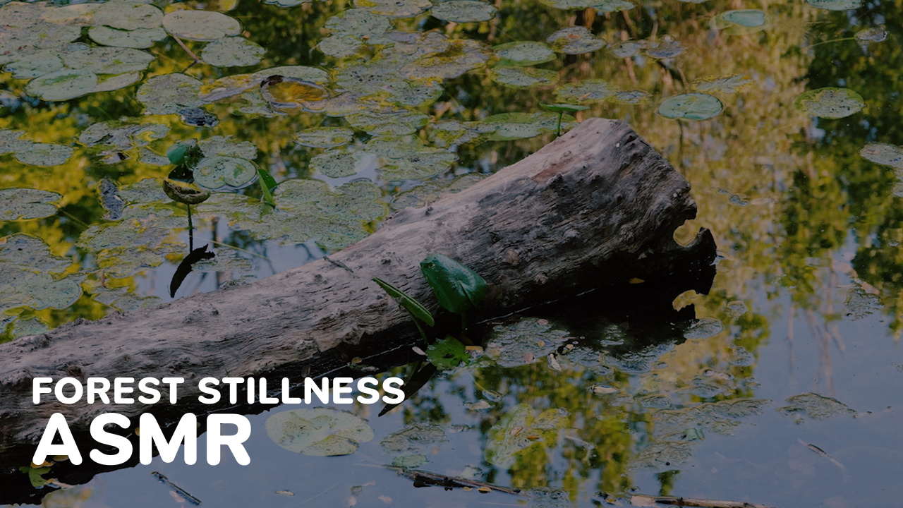 Preview image for the Black Forest Stillness ASMR video