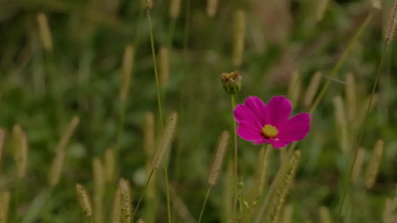 Pink meadow flower among grasses against a calm green background