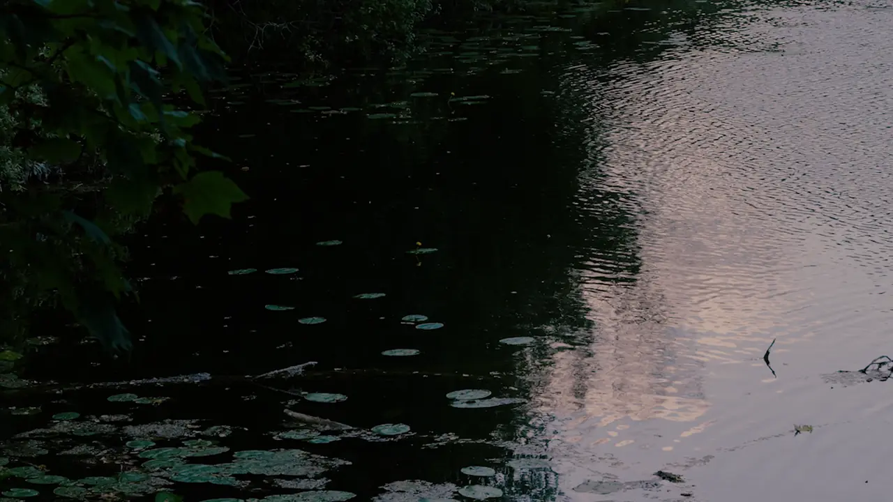 Dark forest pond with water lilies and a bright reflection on the water