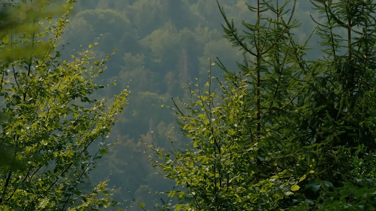 Young fir trees and leafy branches in the soft light of a forested valley