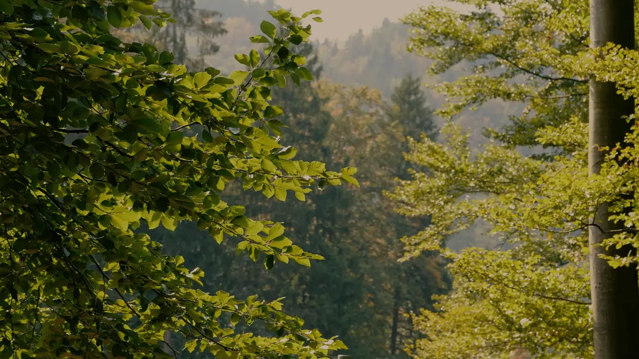 Sunlight falling through green leaves in the Black Forest
