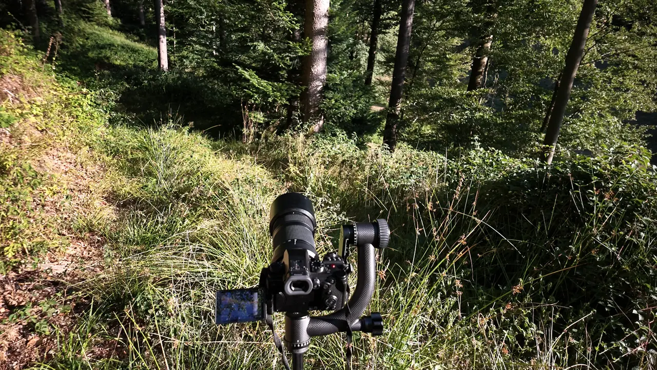 Camera on a tripod among trees and grasses in the forest