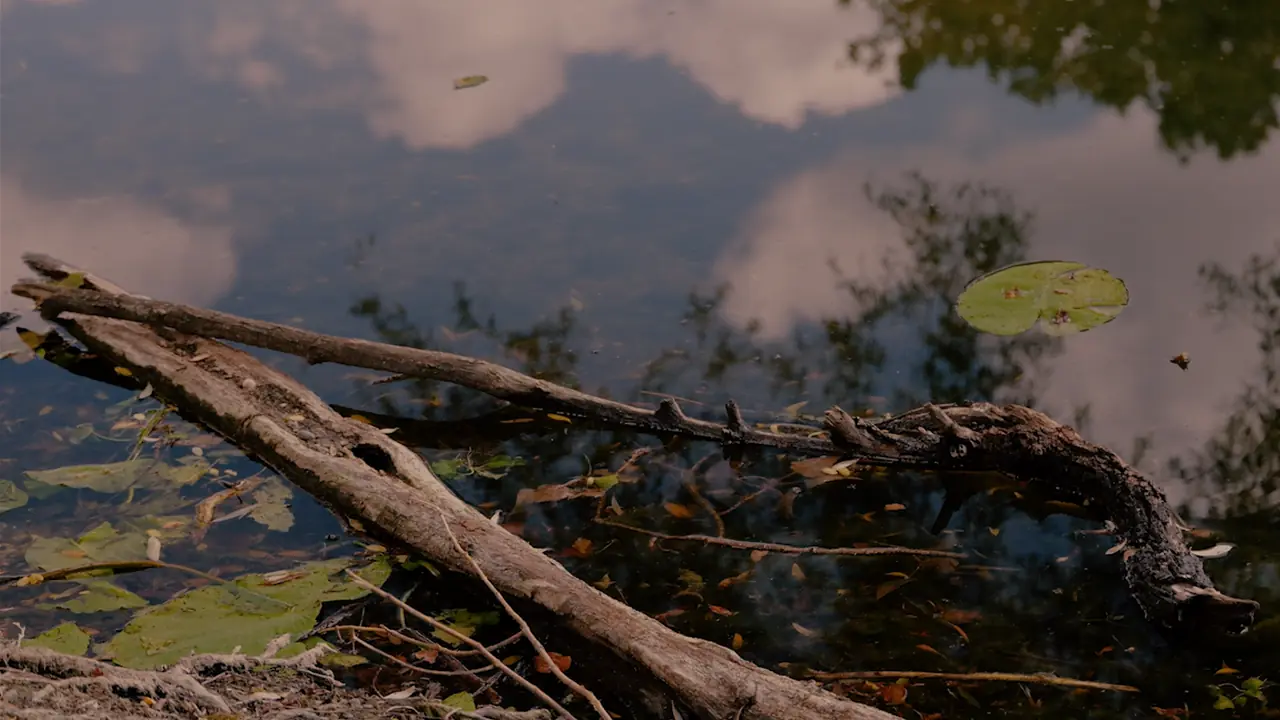 Driftwood and a water lily reflected on a calm water surface