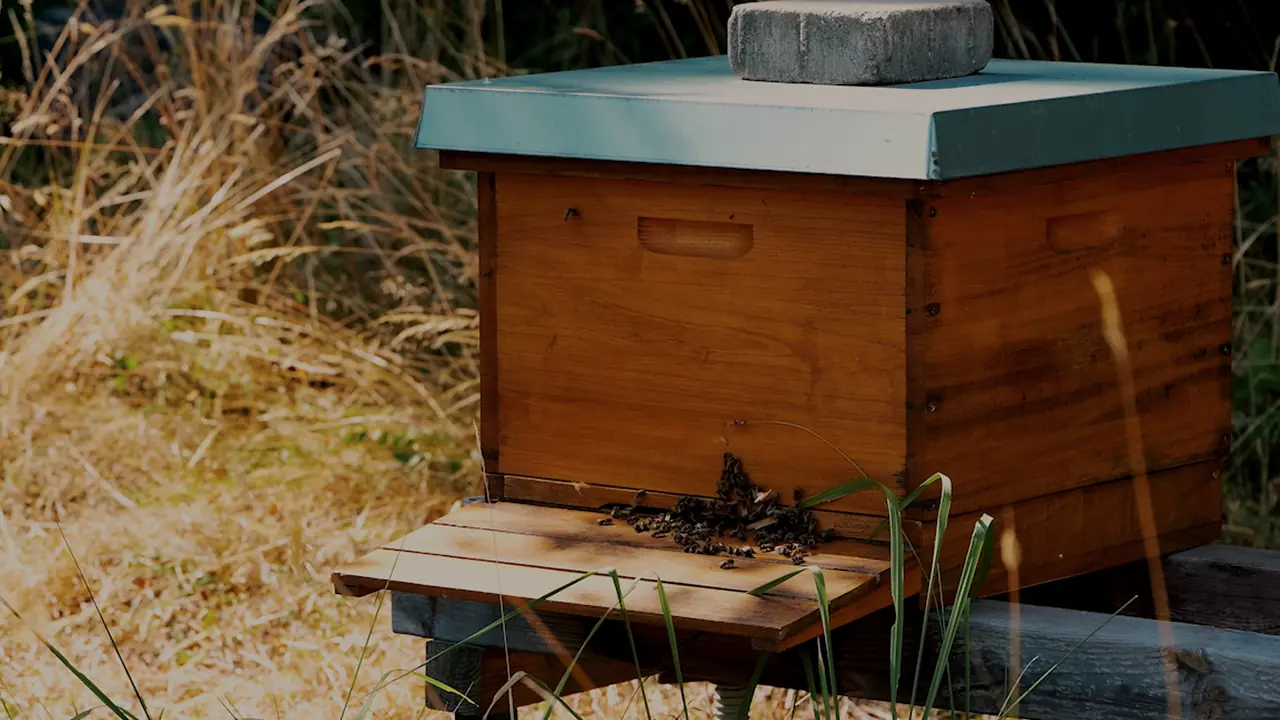 Bees gathering at the entrance of a wooden beehive