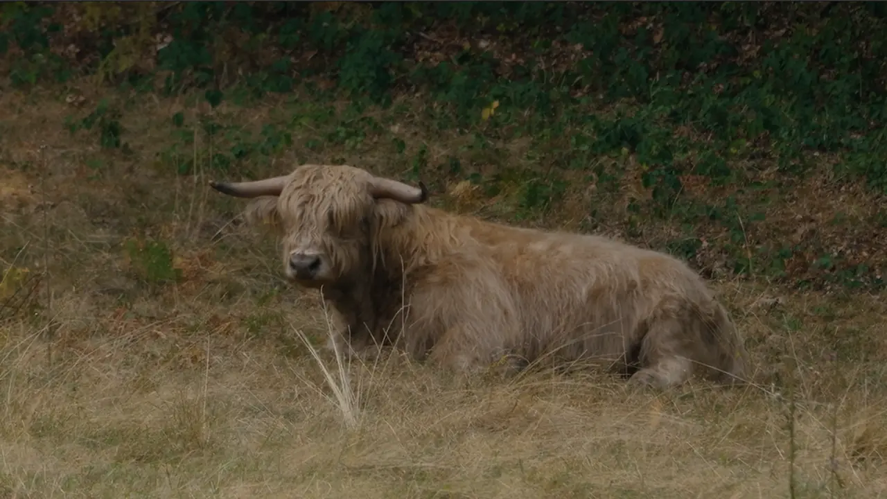 Resting long-haired cow in a dry meadow