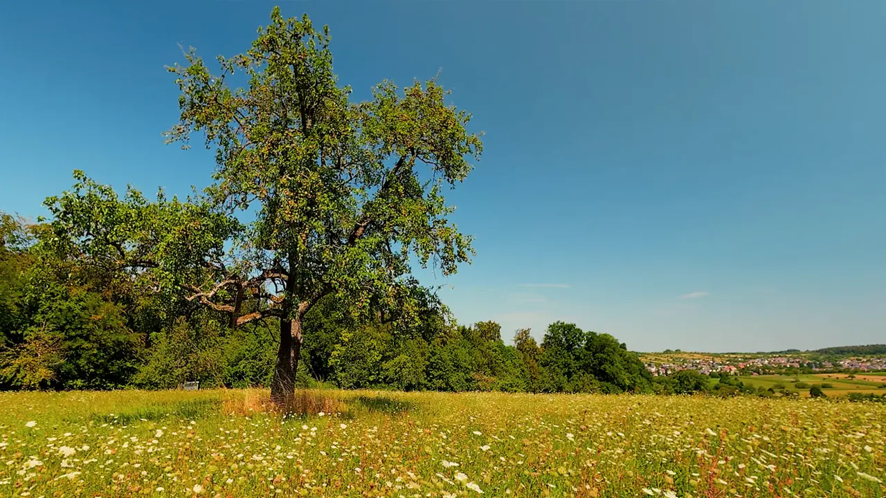 Flowering summer meadow with an old tree beneath a blue sky